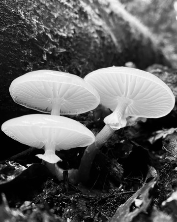 Mucidula Mucida Mucidula Mucida