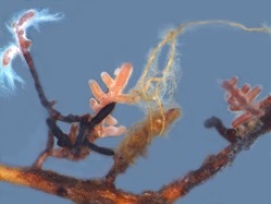 Wsl Biodiversity Wsl Biodiversity